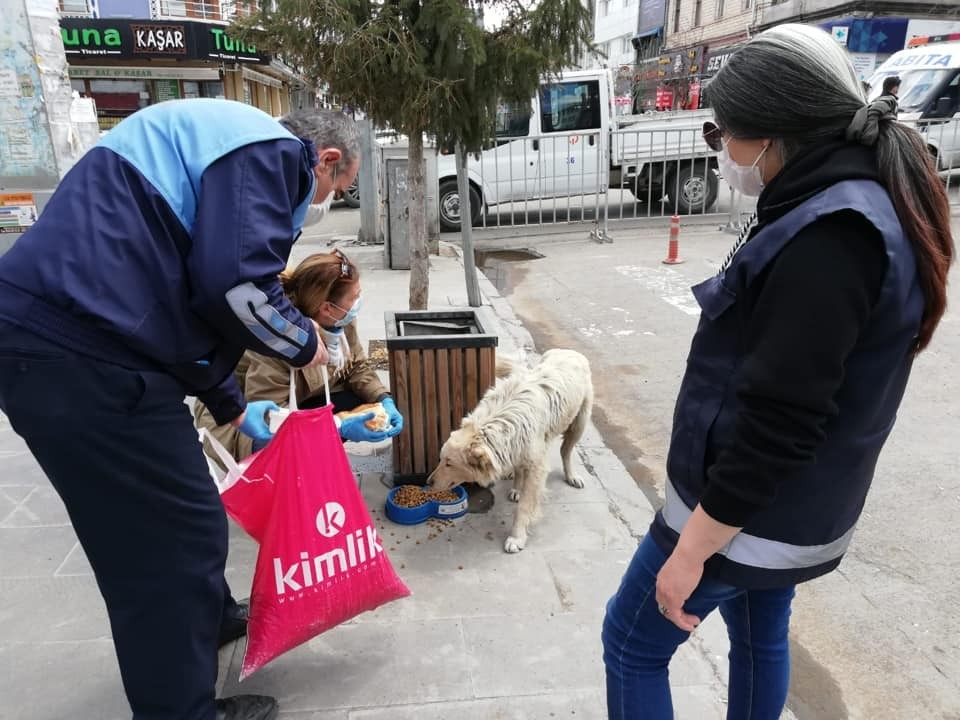 Kars’ta Sokak hayvanlarına yiyecek bırakılıyor 