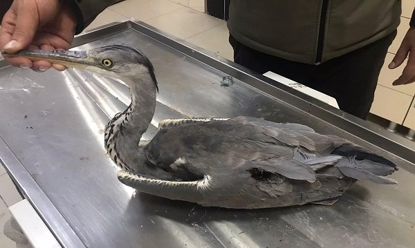 Kars’ta yaralı Gri Balıkçıl kuşu tedavi altına alındı