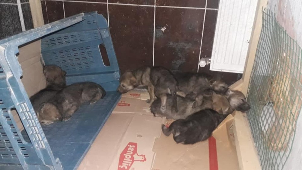 Kars’ta yavru kurtlar emin ellerde 