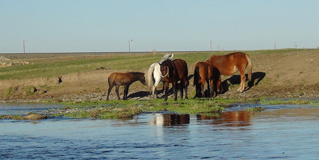 Kars’ta yılkı atları doğal ortamında görüntülendi