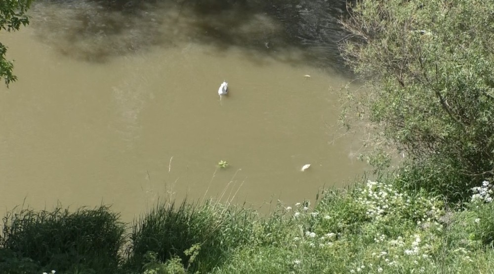 Kars’taki balık ölümlerinin sebebi araştırılıyor 