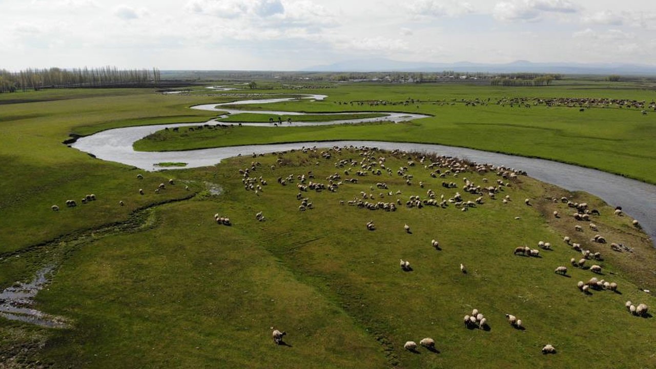 Kars’tan güzel görüntüler! Meralarda hayvan sesleri yükseliyor