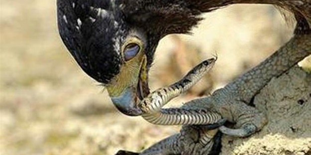 Kartal avlanayım derken az kalsın ölüyordu!