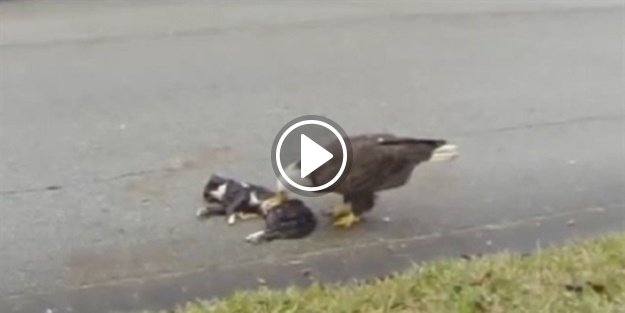 Kartal sokak ortasında kediyi yedi!