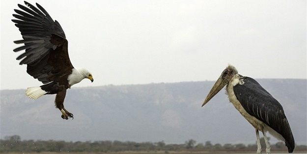 Kartal ve leyleğin ilginç anları - FOTO