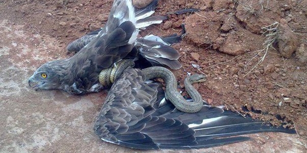 Kartal yere inince yılana böyle av oldu - FOTO