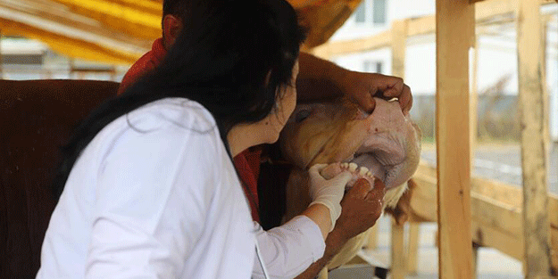 Kartal'da, kurbanlık hayvanlar sağlık kontrolünden geçiyor