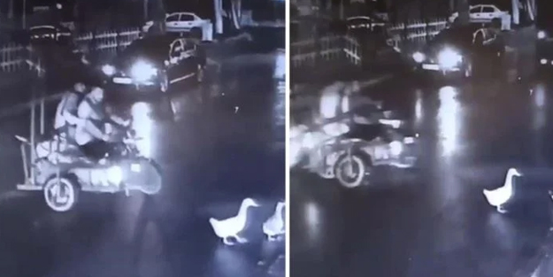 Kartal’da pes dedirten hırsızlık: Ördekleri çaldılar