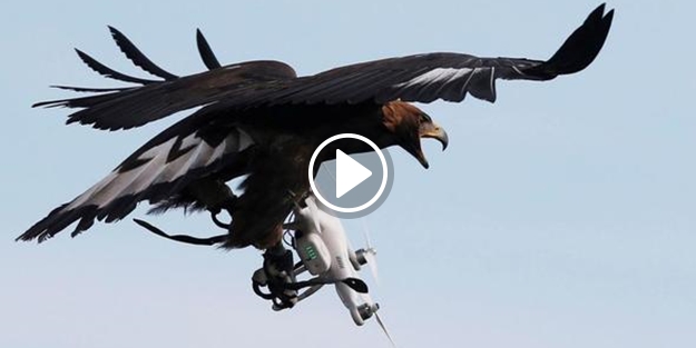 Kartallar bir bir drone'ları avlayacak!