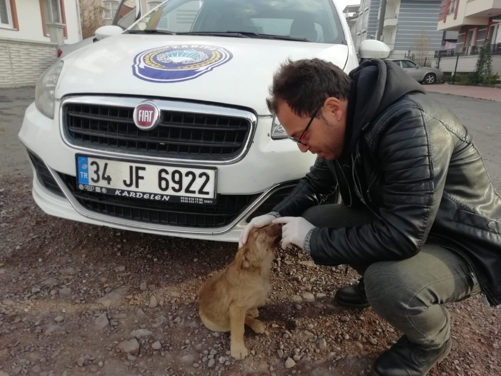 Kartepe zabıtasından sokak hayvanlarına şefkat eli 