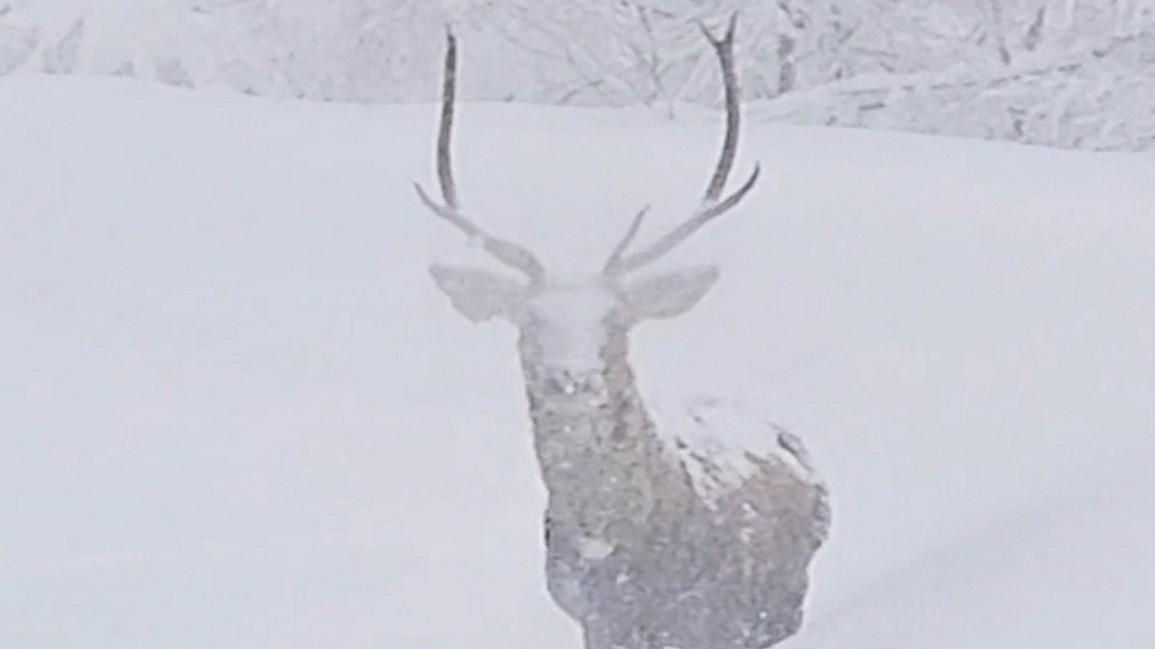 Kartepe’nin beyaz cennetinde kızılgeyikler görüntülendi!