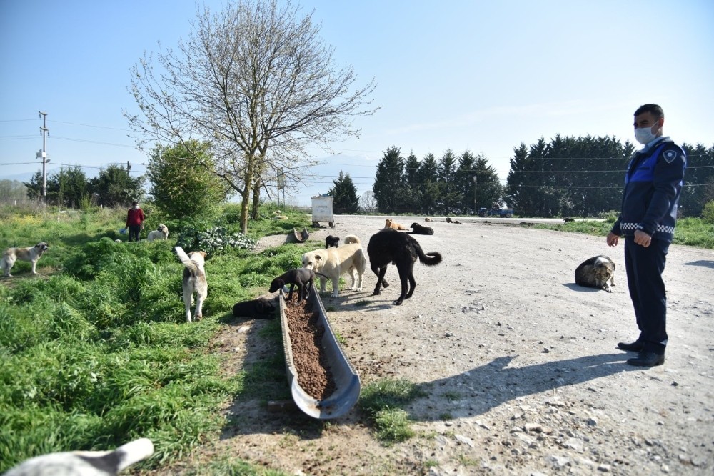 Kartepe’nin sokak hayvanları yalnız kalmadı 