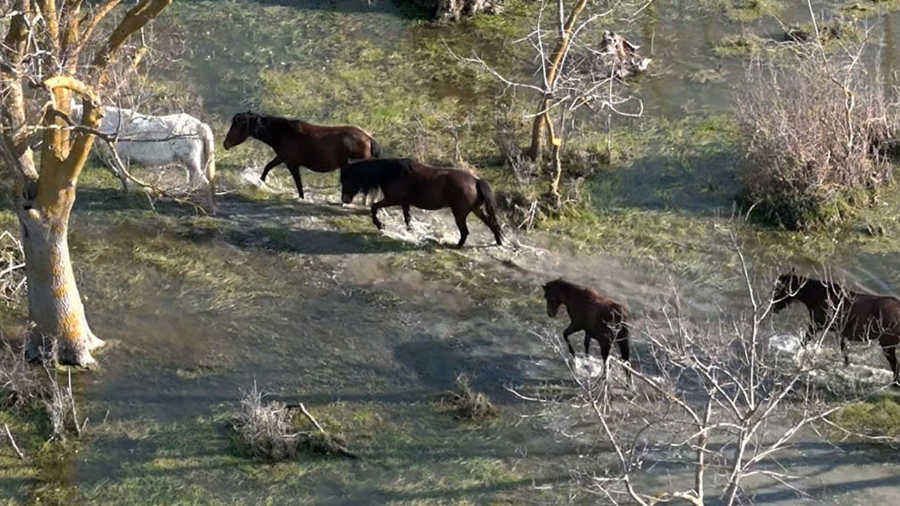Kartpostallık görüntü! Kızılırmak Deltası’nda yılkı atları ortaya çıktı