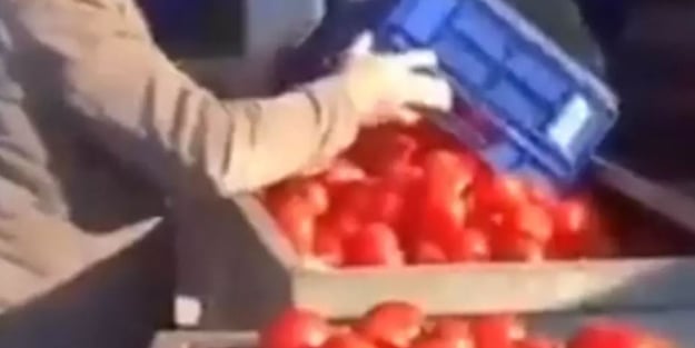 Kasa kasa domatesi çöpe dökmüşlerdi! Bakanlık harekete geçti