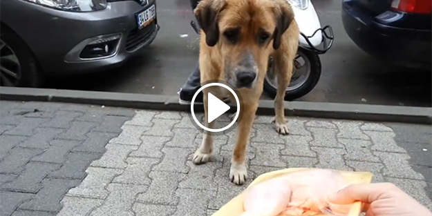 Kasabı izleyen köpeğe et alan koca yürekli adam