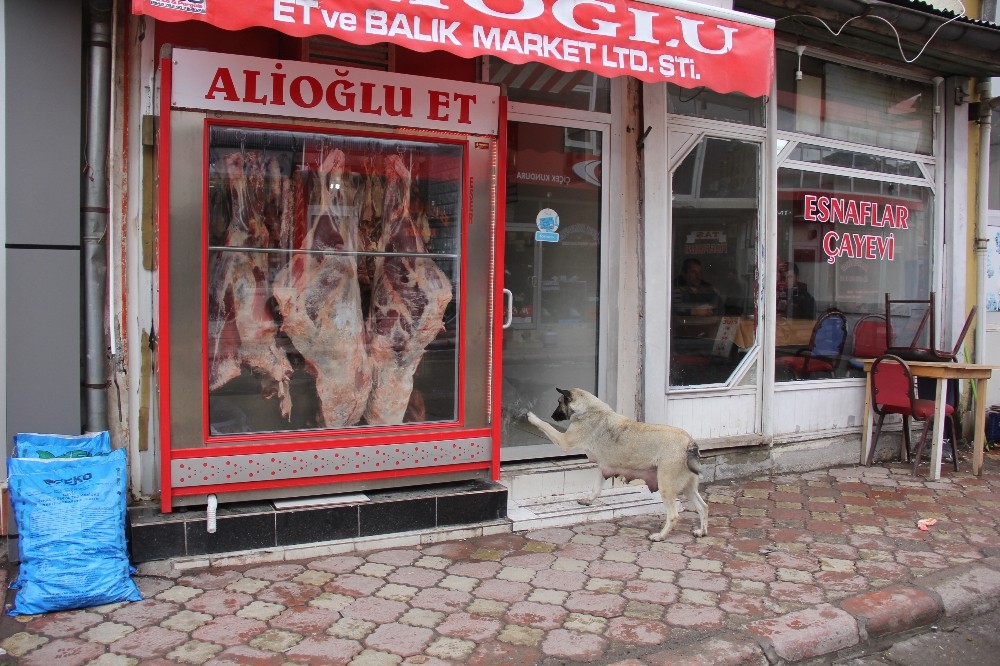 Kasabın kapısını patisi ile tıklayıp kemik istiyor 