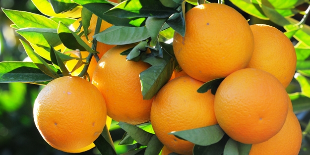 Kasım ayının şampiyonu belli oldu