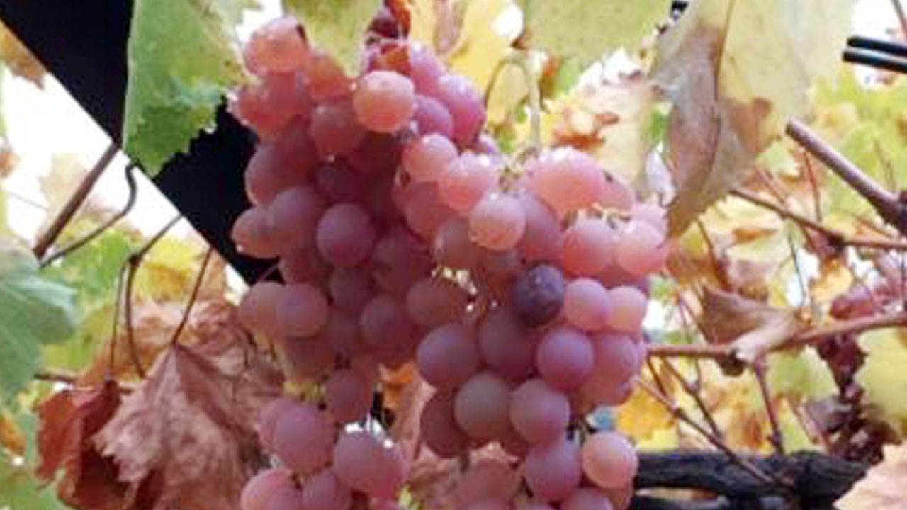 Kaş'ın Margaz üzümüne coğrafi işaret tescili