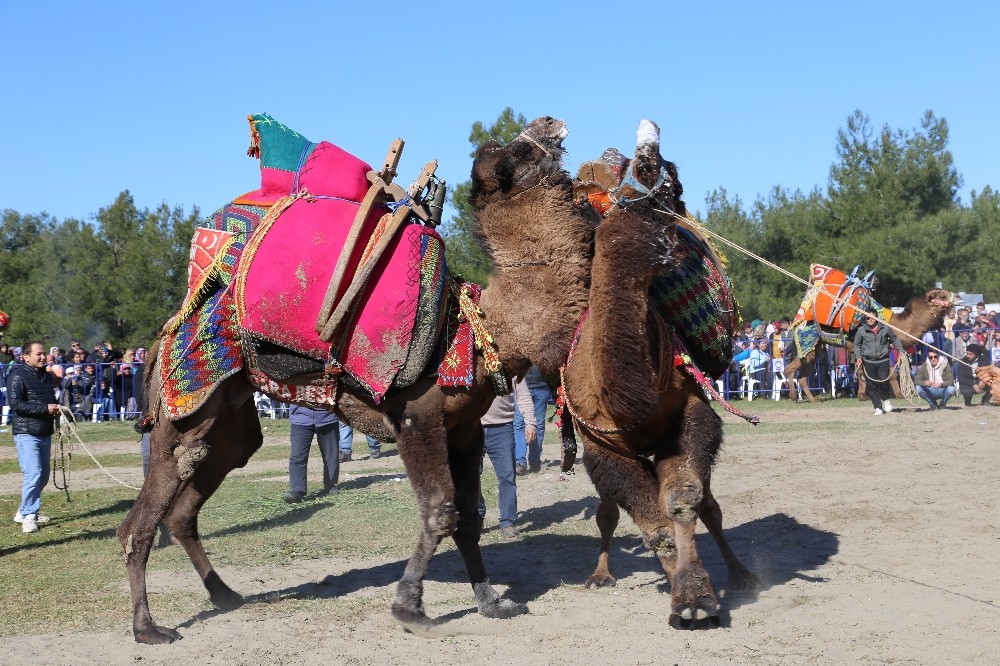 Kaş’ta deve güreşi festivali 