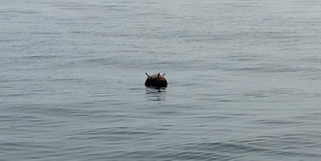 Kastamonu açıklarında tespit edildi! Harekete geçildi