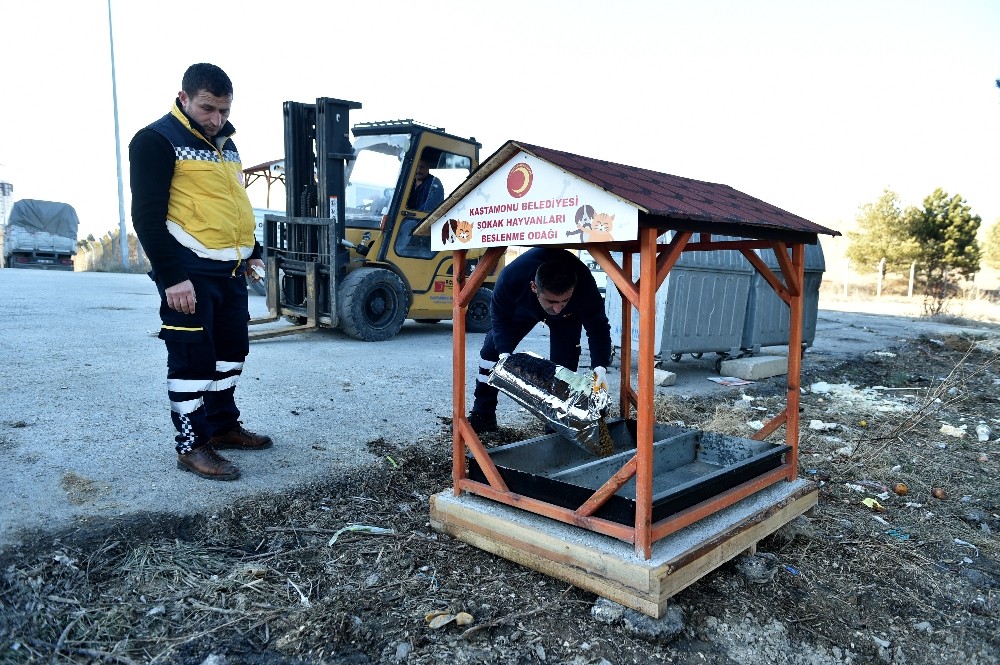 Kastamonu Belediyesi, 60 noktaya 400 kilogram mama bıraktı 