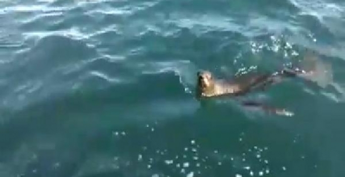 Kastamonu Cide açıklarında fok balığı görüntülendi