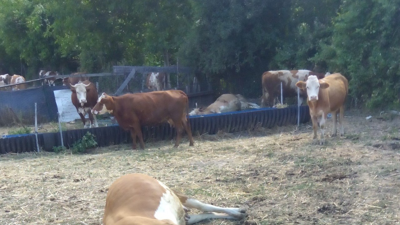 Kastamonu Hanönü’nde dere suyu içen üç büyükbaş hayvan telef oldu