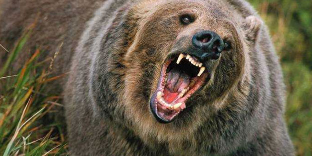 Kastamonu'da ayı saldırısı!