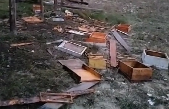 Kastamonu'da ayılar köye indi