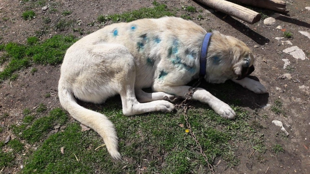 Kastamonu’da bir köpek, av tüfeğiyle vurulmuş halde bulundu 