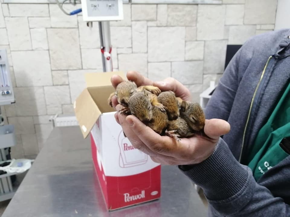 Kastamonu’da çalışan orman işçileri sincap yavrularına sahip çıktı 