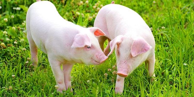 Kastamonu'da 'domuz çiftliği' iddiası yalanlandı!