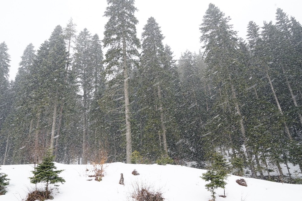 Kastamonu’da Ilgaz Dağında kar yağışı etkili olmaya devam ediyor 