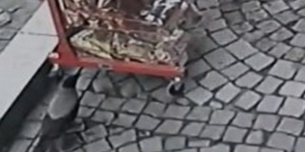 Kastamonu’da kargalar bakın neye daldı