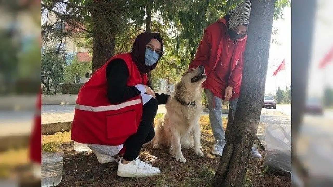 Kastamonu'da kedi evleri projesi