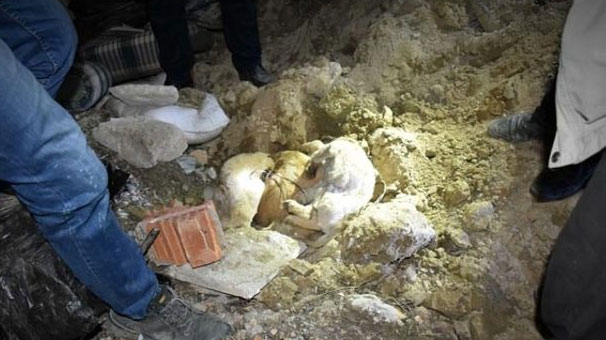 Kastamonu'da köpekleri canice öldüren şahıs hakkında işlem başlatıldı