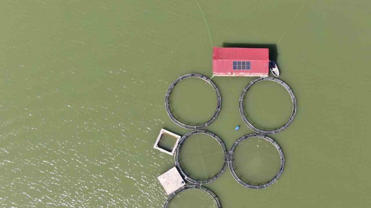 Kastamonu’da rekor alabalık ve Türk somonu üretimi: Bir inci gibi değerli! 420 ton hasat edilecek