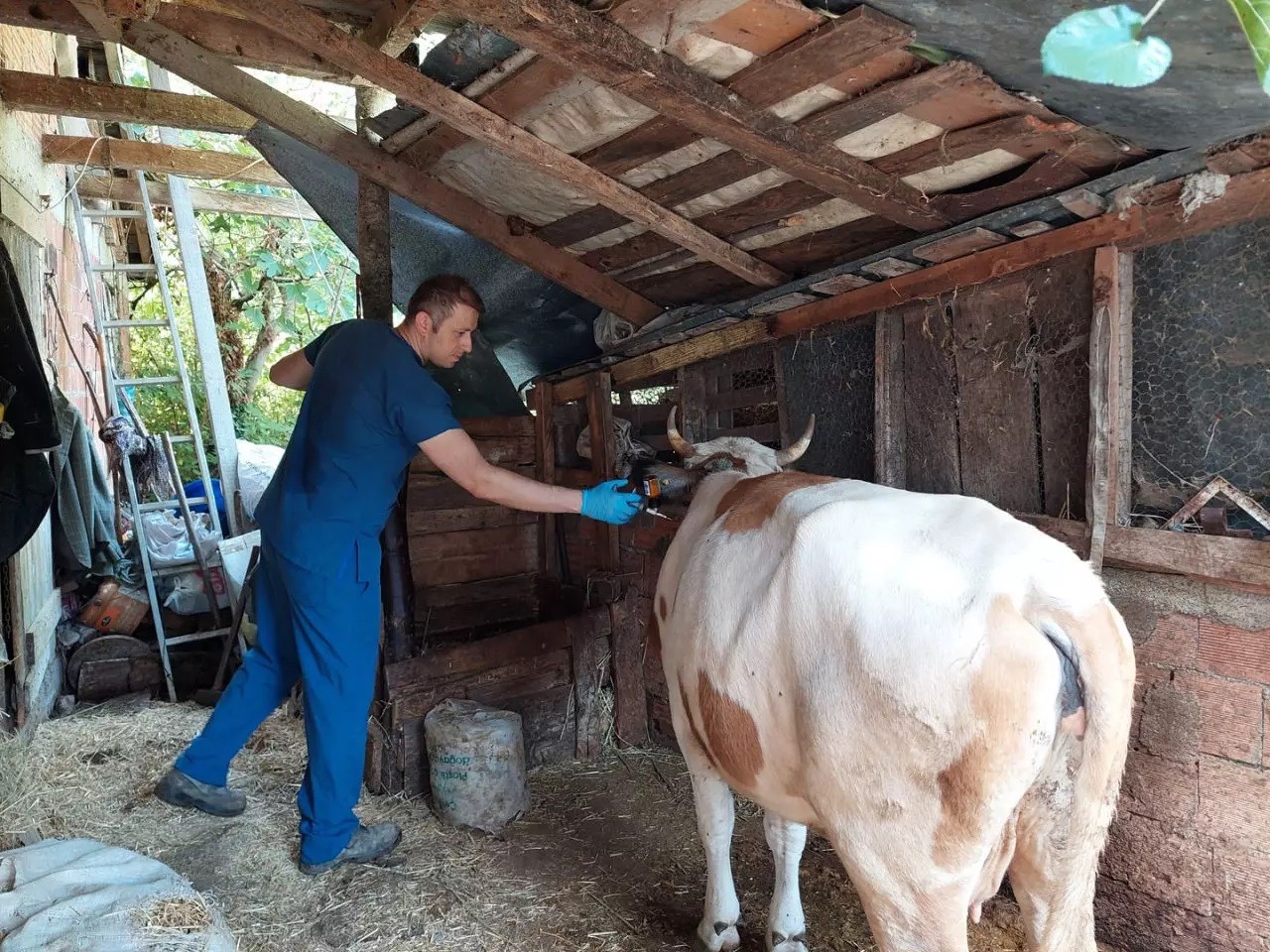 Kastamonu’da ‘şap’ alarmı: 69 köy karantinada