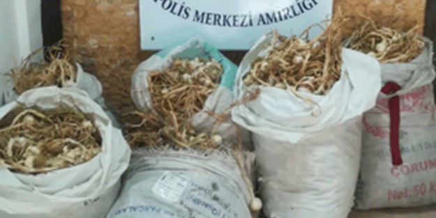 Kastamonu'da sarımsak hırsızlığı