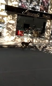 Kastamonu’da şehir merkezine ceylan indi 