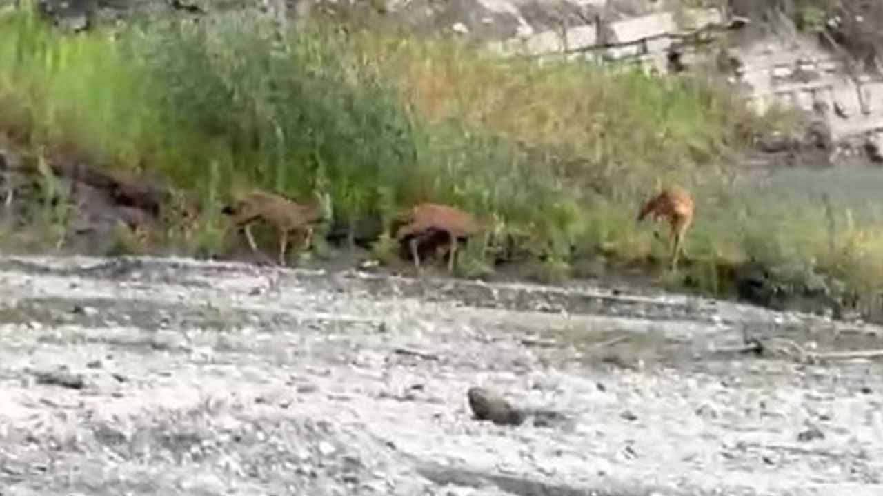 Kastamonu'da su içen üç karaca kamerada