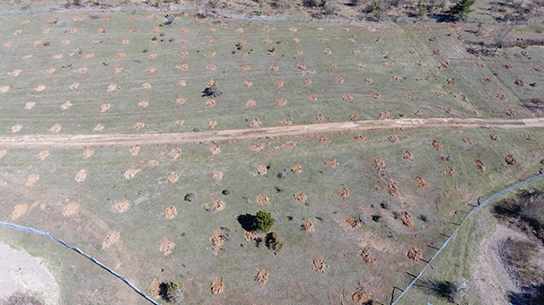 Kastamonu'da trüf mantarı ormanı için çalışmalar başlatıldı