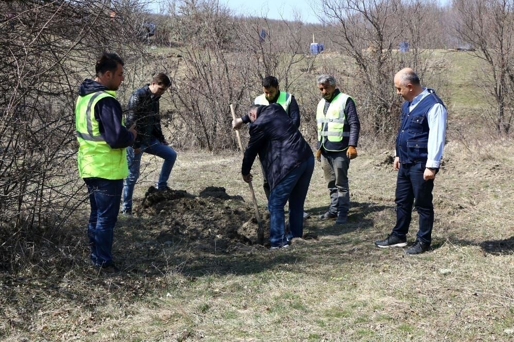 Kastamonu’da Trüf Mantarlı Meşe Fidanları dikildi 