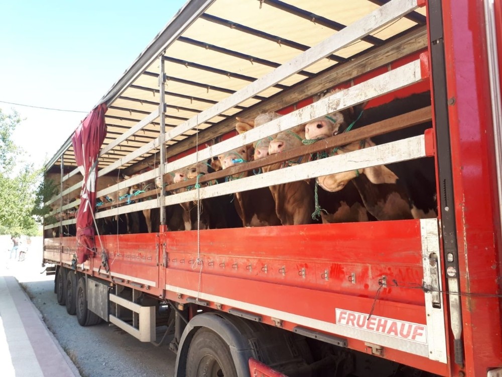 Kastamonu’dan Trakya bölgesine kurban sevkiyatları başladı 