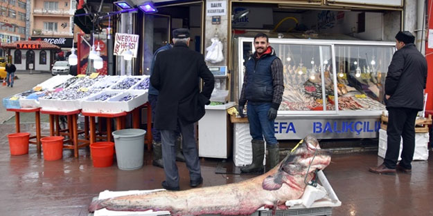 Kastamonu'nda yakalanan balık görenleri şaşırttı