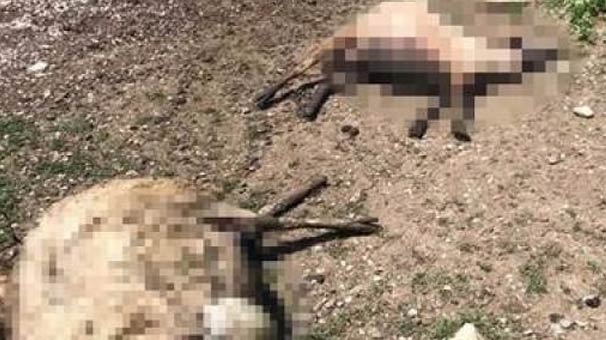 Kastamonu'nun Taşköprü ilçesinde büyük panik! Aç kalan kurtlar...