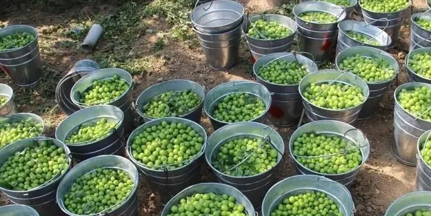 Katarlılar Türkiye'deki o ilden satın alıyor! Yeşil altın 100 TL...