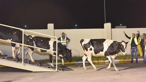 Katar'a ilk parti inekler ulaştı!