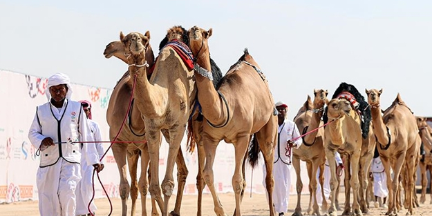 Katar'dan dünyanın en güzel develeri! Katar'da Mzayen Dünya Kupası'nda seçiliyor