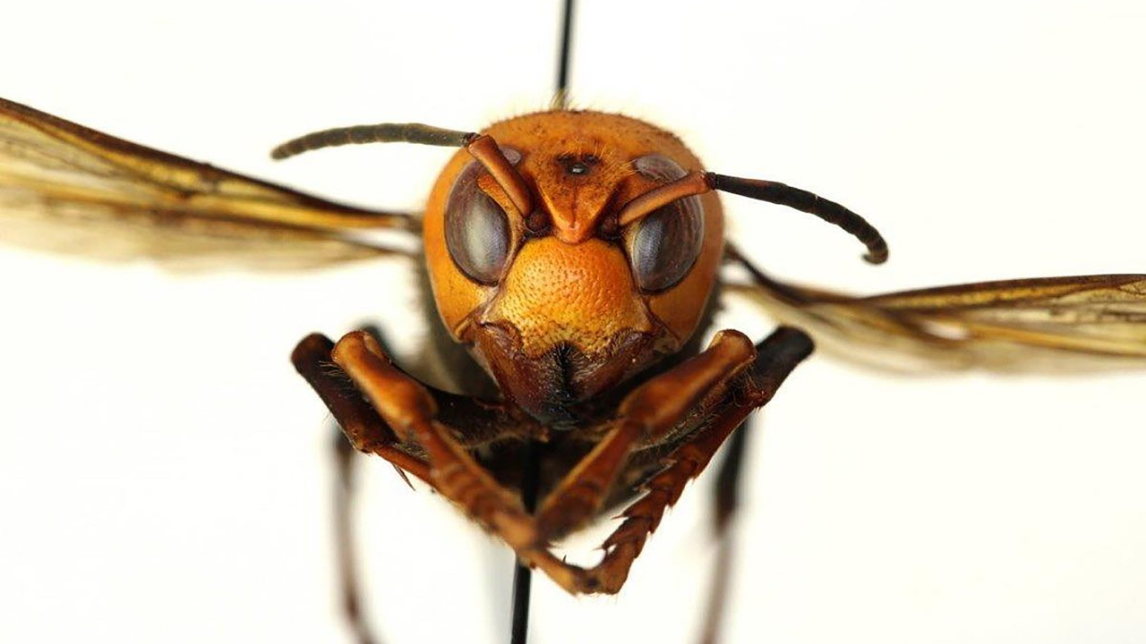 Katil arı hızla yayılıyor! Koruyucu giysi bile işe yaramıyor